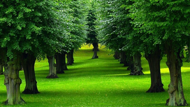 garden trees.jpg